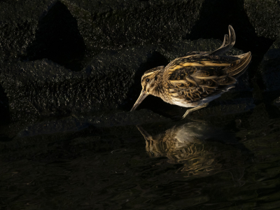 <i class='fa fa-user'></i> Kees van de Wege |   Bokje  <i class='fa fa-eye'> 332</i>  <i class='fa fa-thumbs-up'> 32</i>   <i class='fa fa-comment-o'> 18</i>