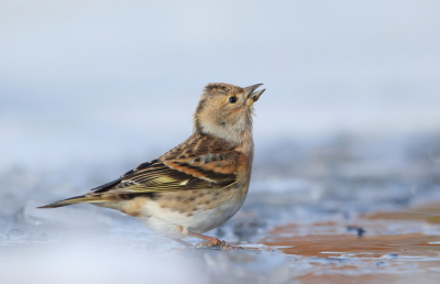 <i class='fa fa-user'></i> horneman69 |   Keep  <i class='fa fa-eye'> 198</i>  <i class='fa fa-thumbs-up'> 2</i>   <i class='fa fa-comment-o'> 4</i>