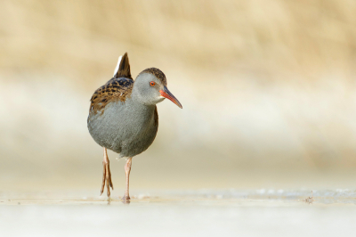 <i class='fa fa-user'></i> anevanrees |   Waterral  <i class='fa fa-eye'> 346</i>  <i class='fa fa-thumbs-up'> 33</i>   <i class='fa fa-comment-o'> 15</i>