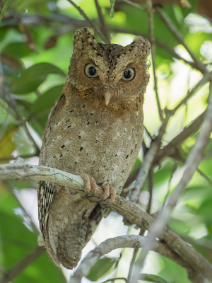 <i class='fa fa-user'></i> Paul van Giersbergen |   Sokokedwergooruil  <i class='fa fa-eye'> 139</i>  <i class='fa fa-thumbs-up'> 5</i>   <i class='fa fa-comment-o'> 5</i>