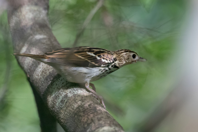 <i class='fa fa-user'></i> Paul van Giersbergen |   Sokokepieper  <i class='fa fa-eye'> 135</i>  <i class='fa fa-thumbs-up'> 1</i>   <i class='fa fa-comment-o'> 1</i>