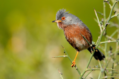 <i class='fa fa-user'></i> frankc |   Provenaalse Grasmus  <i class='fa fa-eye'> 305</i>  <i class='fa fa-thumbs-up'> 4</i>   <i class='fa fa-comment-o'> 3</i>