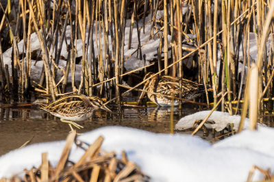 Een bokje en een watersnip op dezelfde foto, dat was me nog niet eerder gelukt. Slechts een keer eerder heb ik een bokje kunnen fotograferen, maar dat is al weer 5 jaar geleden. Toen was het samen met een zilverreiger. Zie https://www.birdpix.nl/album_page.php?pic_id=433431