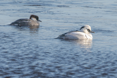 Gisteren in een wak bij het Paterswoldse meer zaten een aantal vrouwtjes van het nonnetje. Vandaag op zoek gegaan naar een mannetje. In een slenk in de Onlanden blijft ondanks de strenge vorst een stuk water open waar ik dit mannetje tegen kwam vergezeld door 2 vrouwen.