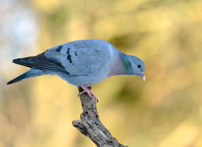 <i class='fa fa-user'></i> henkdikkers |   Holenduif  <i class='fa fa-eye'> 227</i>  <i class='fa fa-thumbs-up'> 20</i>   <i class='fa fa-comment-o'> 9</i>