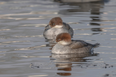 In een wak in het Paterswoldse meer zwommen gisteren leuke soorten zoals de pijlstaart, brilduiker en enkele nonnetjes. Vandaag waren ze helaas allemaal verdwenen, ik vermoed door de vele los lopende honden. Gelukkig gisteren op redelijke foto afstand deze kunnen maken.