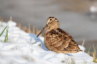 <i class='fa fa-user'></i> pjvantuil |   Houtsnip  <i class='fa fa-eye'> 435</i>  <i class='fa fa-thumbs-up'> 29</i>   <i class='fa fa-comment-o'> 11</i>