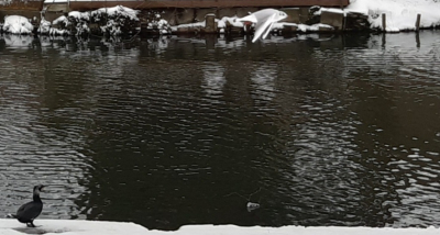 Aalscholver aan de rand van de wageningse gracht,  bij t emmapark. Een dwergmeeuw scheert voorbij.