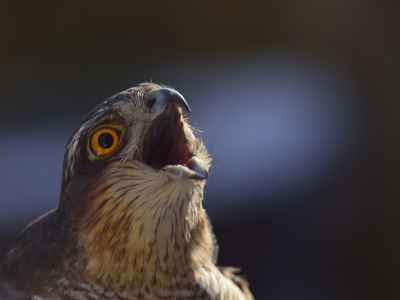 <i class='fa fa-user'></i> josephine |   Sperwer  <i class='fa fa-eye'> 320</i>  <i class='fa fa-thumbs-up'> 26</i>   <i class='fa fa-comment-o'> 25</i>