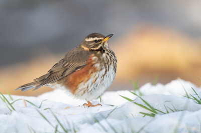 <i class='fa fa-user'></i> Peter Soer |   Koperwiek  <i class='fa fa-eye'> 358</i>  <i class='fa fa-thumbs-up'> 18</i>   <i class='fa fa-comment-o'> 13</i>
