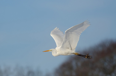 Hier in de regio overwinteren verschillende Grote  Zilverreigers langs een beek. Dit exemplaar kwam fraai voorbij gevlogen bij  mooie winterse licht.