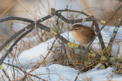 <i class='fa fa-user'></i> Willem Verhagen |   Winterkoning  <i class='fa fa-eye'> 237</i>  <i class='fa fa-thumbs-up'> 7</i>   <i class='fa fa-comment-o'> 6</i>