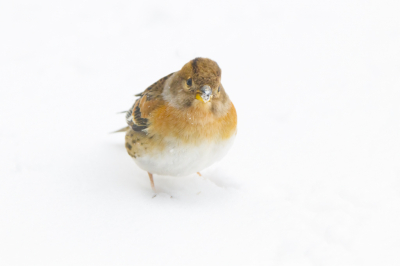 Achter het kamerraam genomen tijdens een sneeuwbui.