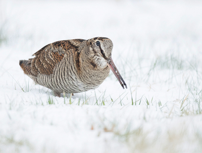 <i class='fa fa-user'></i> Wilfried Solarz |   Houtsnip  <i class='fa fa-eye'> 424</i>  <i class='fa fa-thumbs-up'> 28</i>   <i class='fa fa-comment-o'> 19</i>