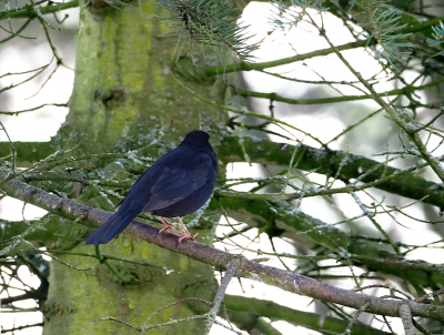 <i class='fa fa-user'></i> guido mwm |   Merel  <i class='fa fa-eye'> 115</i>  <i class='fa fa-thumbs-up'> 1</i>   <i class='fa fa-comment-o'> 20</i>