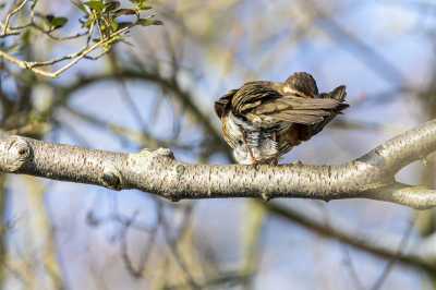 <i class='fa fa-user'></i> Photofreak |   Roodborst  <i class='fa fa-eye'> 112</i>   <i class='fa fa-comment-o'> 23</i>