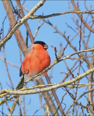 De goudvink (man) is een prachtige vogel met zijn opvallend fel oranje kleur!