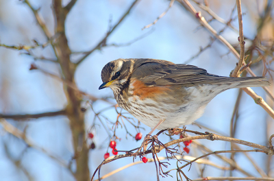 Deze Koperwiek maakte in deze barre winterse periode dankbaar gebruik van de Gelderse Rozen die hier in de buurt zijn aangeplant en liet zich mooi fotograferen.