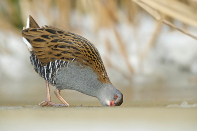 <i class='fa fa-user'></i> anevanrees |   Waterral  <i class='fa fa-eye'> 399</i>  <i class='fa fa-thumbs-up'> 32</i>   <i class='fa fa-comment-o'> 10</i>