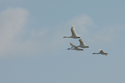 Deze kleine zwanen in de lucht heb ik gefotografeerd uit de hand. Het was druk in de lucht. Een blauwe kiekendief, torenvalk, verschillende ganzen een lepelaar in nog geen 5 minuten.