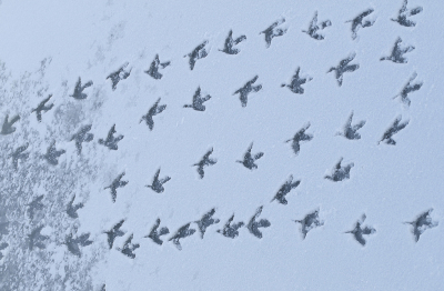 <i class='fa fa-user'></i> Ad Sprang |   Meerkoet  <i class='fa fa-eye'> 391</i>  <i class='fa fa-thumbs-up'> 27</i>   <i class='fa fa-comment-o'> 26</i>