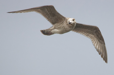 Zilvermeeuw (juveniel?) in vlucht boven de zuidpier tijdens een koude winderige dag. Eerder een met silver effex pro bewerkte versie geupload waarop noagal wat commentaar was.