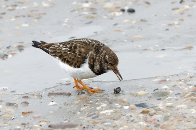 Een steenloper verorbert een mosseltje op de zuidpier tijdens koude winderige winter ochtend in februari.
