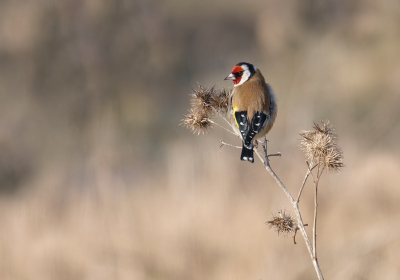 <i class='fa fa-user'></i> Jurgen Maassen |   Putter  <i class='fa fa-eye'> 139</i>  <i class='fa fa-thumbs-up'> 8</i>   <i class='fa fa-comment-o'> 26</i>