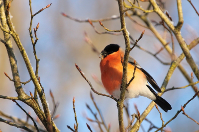 Een pronkende goudvink in de ochtendzon. Zat met meerdere goudvinken in een boom op een prachtig besneeuwde heide