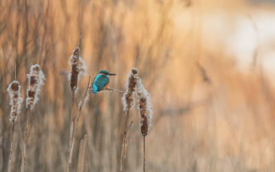 <i class='fa fa-user'></i> Hans Overduin |   IJsvogel  <i class='fa fa-eye'> 567</i>  <i class='fa fa-thumbs-up'> 34</i>   <i class='fa fa-comment-o'> 25</i>