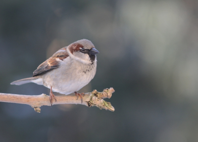 Veel huismussen in de tuin en daar ben ik altijd gelukkig mee.
Nu de laatste dagen met het zonlicht en de reflectie van de sneeuw op de vogel een fijn sfeertje.