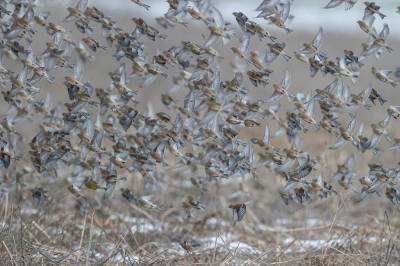 <i class='fa fa-user'></i> loek van de Leur |   Kneu  <i class='fa fa-eye'> 292</i>  <i class='fa fa-thumbs-up'> 8</i>   <i class='fa fa-comment-o'> 9</i>