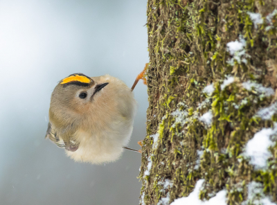 <i class='fa fa-user'></i> Henri Aantjes |   Goudhaan  <i class='fa fa-eye'> 287</i>  <i class='fa fa-thumbs-up'> 24</i>   <i class='fa fa-comment-o'> 12</i>