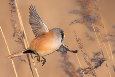 <i class='fa fa-user'></i> Vincent Vuik |   Baardman  <i class='fa fa-eye'> 478</i>  <i class='fa fa-thumbs-up'> 33</i>   <i class='fa fa-comment-o'> 25</i>