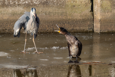 <i class='fa fa-user'></i> Conny Schotanus |   Aalscholver  <i class='fa fa-eye'> 233</i>  <i class='fa fa-thumbs-up'> 8</i>   <i class='fa fa-comment-o'> 7</i>