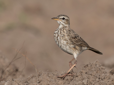 <i class='fa fa-user'></i> Paul van Giersbergen |   Malindipieper  <i class='fa fa-eye'> 184</i>  <i class='fa fa-thumbs-up'> 6</i>   <i class='fa fa-comment-o'> 2</i>