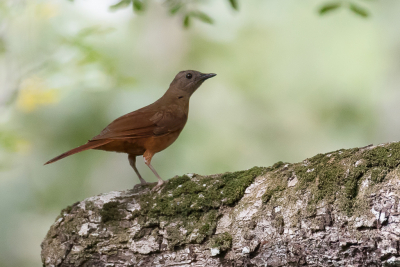 <i class='fa fa-user'></i> Paul van Giersbergen |   Roodstaartlijster  <i class='fa fa-eye'> 139</i>  <i class='fa fa-thumbs-up'> 1</i>   <i class='fa fa-comment-o'> 1</i>