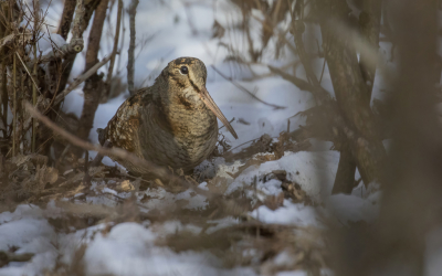 <i class='fa fa-user'></i> Lennart Verheuvel |   Houtsnip  <i class='fa fa-eye'> 287</i>  <i class='fa fa-thumbs-up'> 4</i>   <i class='fa fa-comment-o'> 9</i>