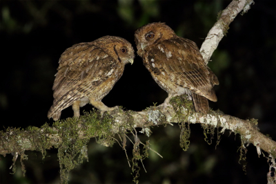 <i class='fa fa-user'></i> Martjan Lammertink |   Langoorschreeuwuil  <i class='fa fa-eye'> 211</i>  <i class='fa fa-thumbs-up'> 8</i>   <i class='fa fa-comment-o'> 5</i>