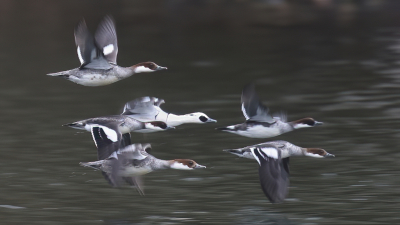 <i class='fa fa-user'></i> Gerard Visser |   Nonnetje  <i class='fa fa-eye'> 370</i>  <i class='fa fa-thumbs-up'> 20</i>   <i class='fa fa-comment-o'> 18</i>