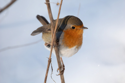 Roodborstje kwam graag poseren op een rietpluim in een sloot, lekker in het zonnetje.
