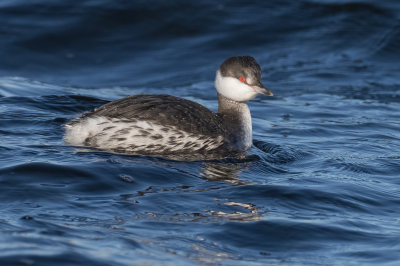 <i class='fa fa-user'></i> Marcel van der Tol |   Kuifduiker  <i class='fa fa-eye'> 225</i>  <i class='fa fa-thumbs-up'> 3</i>   <i class='fa fa-comment-o'> 5</i>