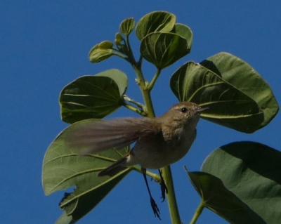 Foto (lucky shot) gemaakt in rivierbedding Algarrobo Costa, Zuid Spanje... ik sta open voor feedback...