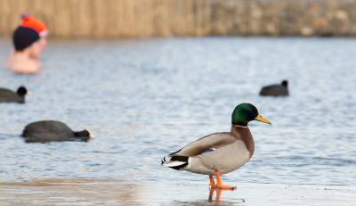 <i class='fa fa-user'></i> Martijn Schot |   Wilde Eend  <i class='fa fa-eye'> 253</i>  <i class='fa fa-thumbs-up'> 9</i>   <i class='fa fa-comment-o'> 8</i>