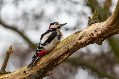 vanmiddag vlak voordat ik naar huis ging uit natuurgebied Lentevreugd - Wassenaar.
zag ik deze bonte specht 5 meter voor me op een boom gaan zitten.
En hij vond het allemaal wel goed had weinig zin om verder te vliegen, hij heeft er ruim 20 minuten gezeten.