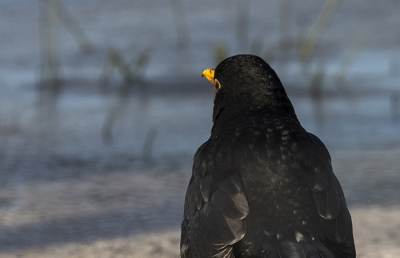 <i class='fa fa-user'></i> studiospotvogel |   Merel  <i class='fa fa-eye'> 114</i>   <i class='fa fa-comment-o'> 21</i>