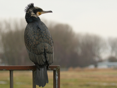 <i class='fa fa-user'></i> Rob Belterman |   Aalscholver  <i class='fa fa-eye'> 120</i>  <i class='fa fa-thumbs-up'> 2</i>   <i class='fa fa-comment-o'> 23</i>