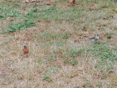 Op de camping in Singles, Frankrijk gemaakt. Een waar vogelparadijs door de omringende bossen.