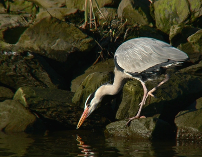 Op weg naar huis rijd ik op maandag me vaste rondje .Dit keer was het ijsvogeltje er niet maar wel een vissende reiger en die had ik nog niet met mijn nieuwe kamera.Nu dus wel.
panasonic fz30 +raynox 2,2X 920mm F/7.1 1/320 iso 100 van af 1pootstatief OIS aan. Iets bij gesneden