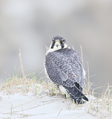 <i class='fa fa-user'></i> Henk Wiebe van der Meulen |   Slechtvalk  <i class='fa fa-eye'> 167</i>  <i class='fa fa-thumbs-up'> 9</i>   <i class='fa fa-comment-o'> 24</i>